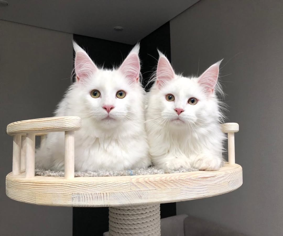 Maine coon Kittens for sale