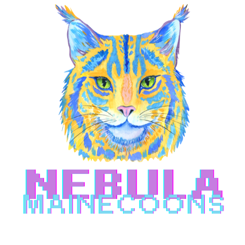 Nebula Mainecoon 